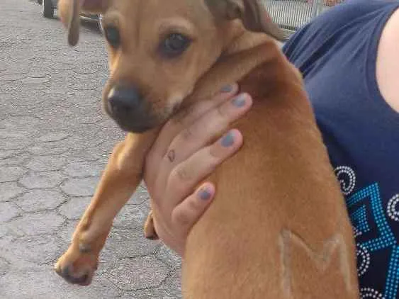 Cachorro ra a Sem raça definida idade 2 a 6 meses nome Sem nome