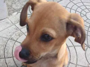 Cachorro raça Sem raça definida idade 2 a 6 meses nome Sem nome
