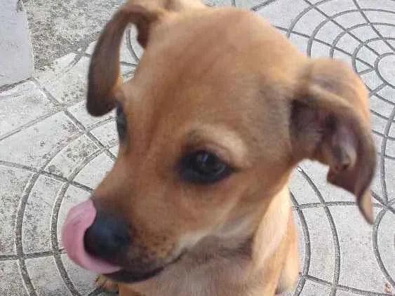 Cachorro ra a Sem raça definida idade 2 a 6 meses nome Sem nome
