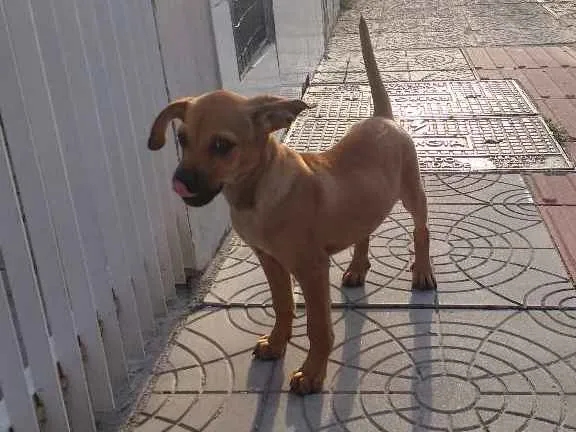 Cachorro ra a Sem raça definida idade 2 a 6 meses nome Sem nome