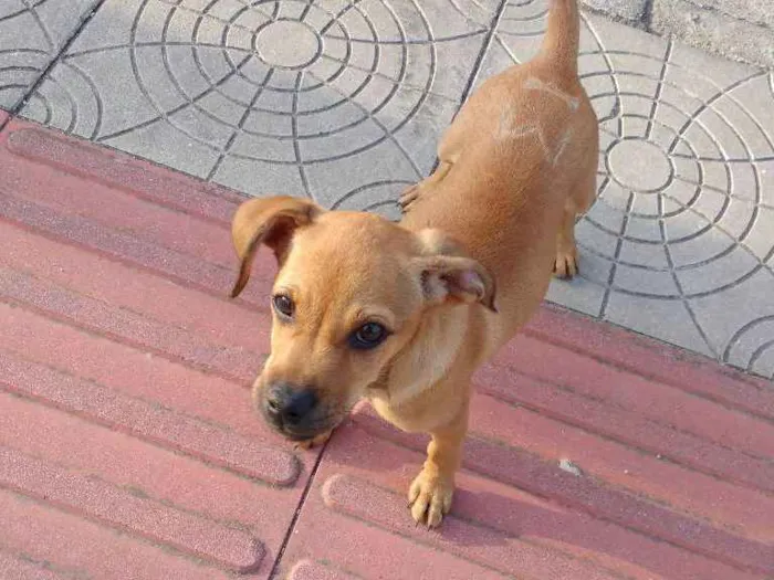 Cachorro ra a Sem raça definida idade 2 a 6 meses nome Sem nome