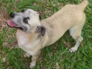 Cachorro raça SRD idade 3 anos nome Não tem ainda 