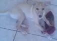 Alemão