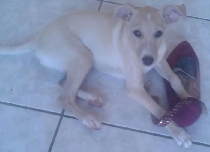 Cachorro ra a SRD idade 2 a 6 meses nome Alemão