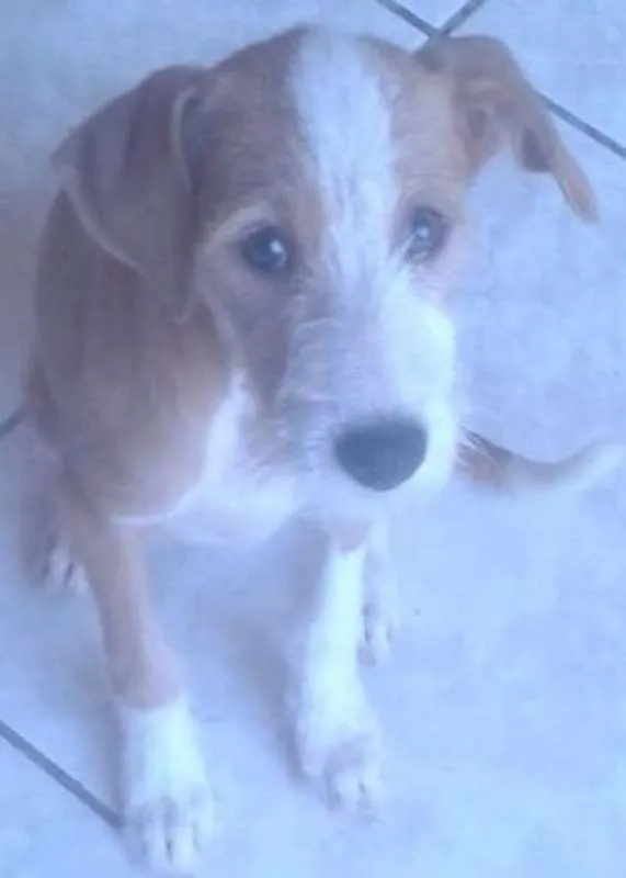 Cachorro ra a SRD idade 2 a 6 meses nome Rosinha