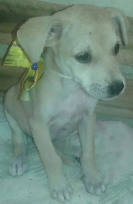 Cachorro ra a SRD idade 2 a 6 meses nome Lalinha