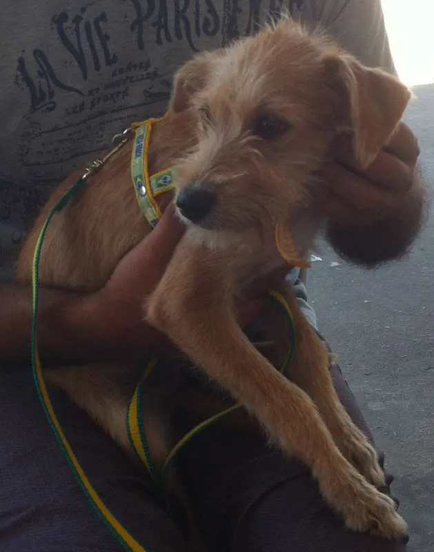 Cachorro ra a SRD idade 2 a 6 meses nome TinaTurner