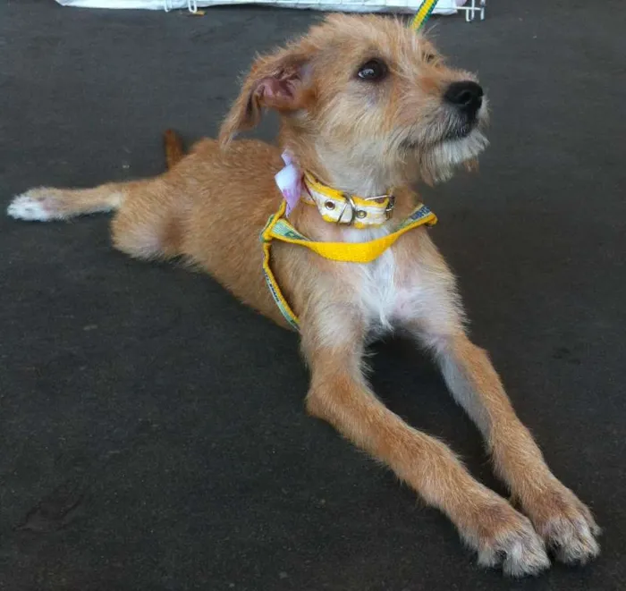 Cachorro ra a SRD idade 2 a 6 meses nome TinaTurner