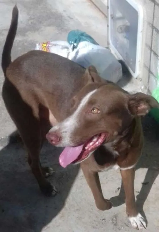 Cachorro ra a SRD idade 7 a 11 meses nome Nescau
