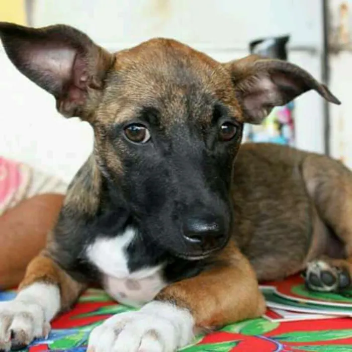 Cachorro ra a SRD idade 2 a 6 meses nome Tatá