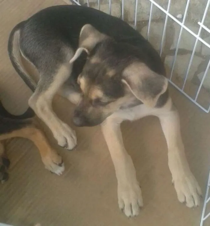 Cachorro ra a SRD idade 2 a 6 meses nome Lupus