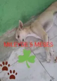 Mileyde