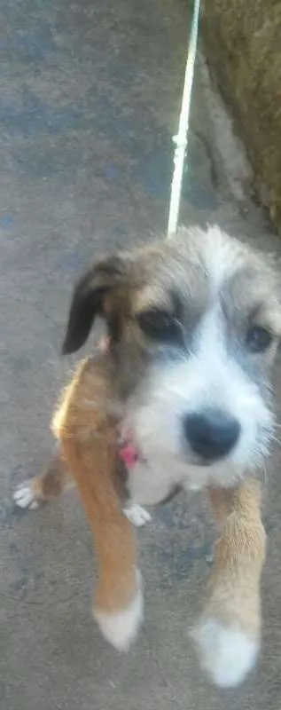 Cachorro ra a SRD idade 2 a 6 meses nome Ludy