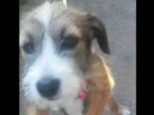 Cachorro raça SRD idade 2 a 6 meses nome Ludy