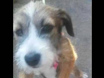 Cachorro ra a SRD idade 2 a 6 meses nome Ludy
