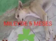 Mileyde