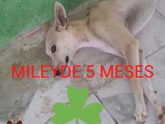 Cachorro ra a srd idade 2 a 6 meses nome Mileyde