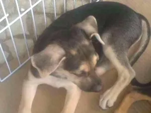Cachorro raça SRD idade 2 a 6 meses nome Lupus