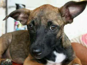 Cachorro raça SRD idade 2 a 6 meses nome Tatá