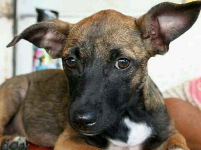 Cachorro ra a SRD idade 2 a 6 meses nome Tatá