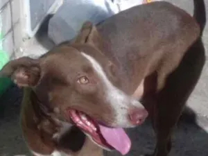 Cachorro raça SRD idade 7 a 11 meses nome Nescau