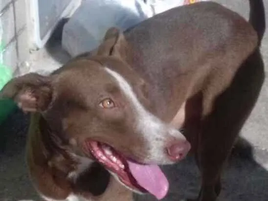 Cachorro ra a SRD idade 7 a 11 meses nome Nescau