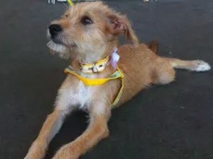 Cachorro raça SRD idade 2 a 6 meses nome TinaTurner