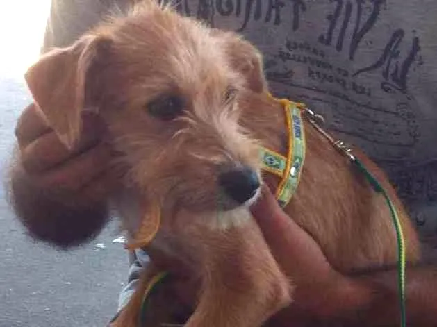 Cachorro ra a SRD idade 2 a 6 meses nome TinaTurner