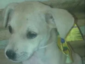 Cachorro raça SRD idade 2 a 6 meses nome Lalinha