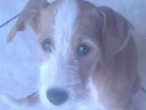 Cachorro raça SRD idade 2 a 6 meses nome Rosinha