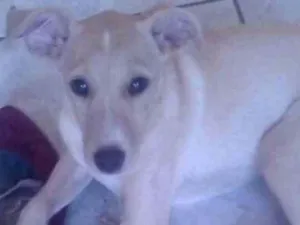 Cachorro raça SRD idade 2 a 6 meses nome Alemão