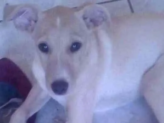 Cachorro ra a SRD idade 2 a 6 meses nome Alemão