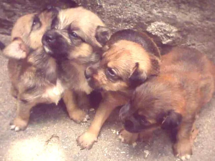 Cachorro ra a  idade Abaixo de 2 meses nome Filhotes