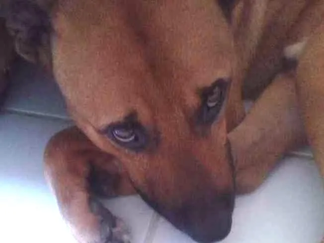 Cachorro raça Labrador e Vira-lata idade 2 anos nome Beethoven