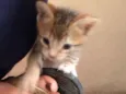 URGENTE / GATINHO AB