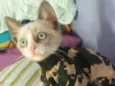 Gaspar