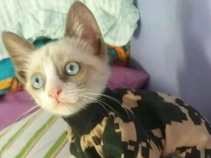 Gato ra a Sialata idade 7 a 11 meses nome Gaspar