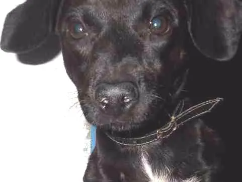 Cachorro ra a Pischer idade 3 anos nome Nega, Bob, Marley...