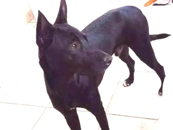 Cachorro ra a VIRA LATA idade 7 a 11 meses nome BOB