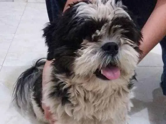 Cachorro ra a Shitzu idade 2 anos nome Não sei.