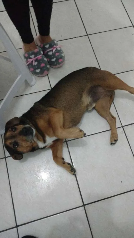 Cachorro ra a SRD idade 5 anos nome Lucky