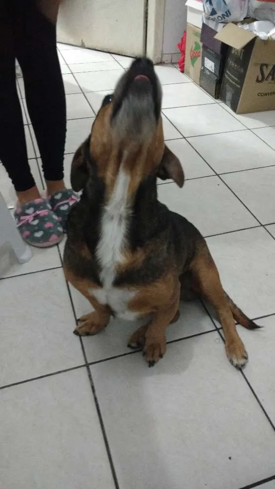 Cachorro ra a SRD idade 5 anos nome Lucky
