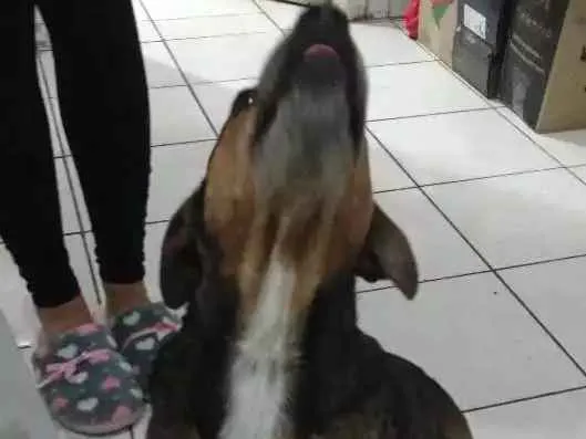 Cachorro ra a SRD idade 5 anos nome Lucky