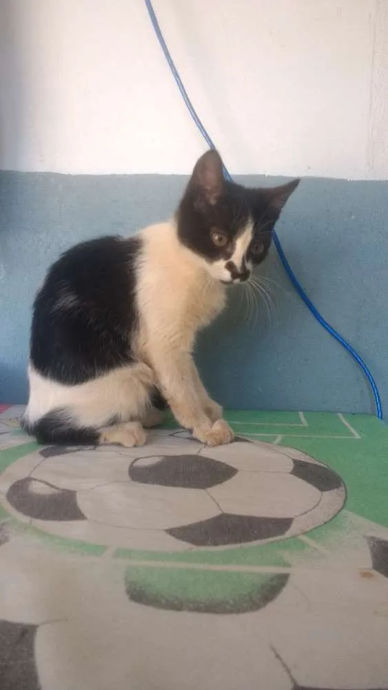 Gato ra a Vira lata idade 2 a 6 meses nome Minhoca