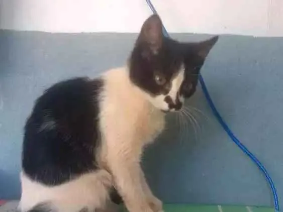 Gato ra a Vira lata idade 2 a 6 meses nome Minhoca