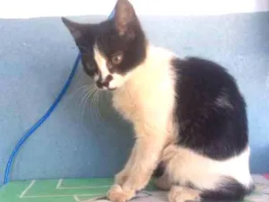 Gato raça Vira lata idade 2 a 6 meses nome Minhoca
