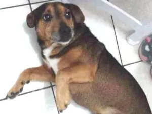 Cachorro raça SRD idade 5 anos nome Lucky