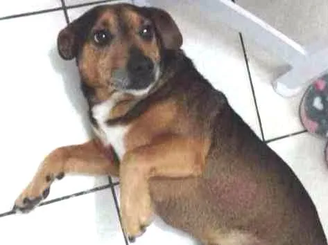 Cachorro ra a SRD idade 5 anos nome Lucky