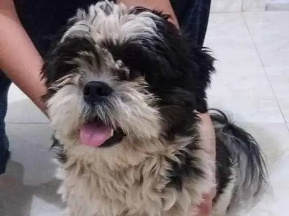 Cachorro ra a Shitzu idade 2 anos nome Não sei.