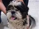 Cachorro raça Shitzu idade 2 anos nome Não sei.